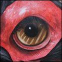 Augenblick eines Hornraben Acryl auf Leinwand;
30 x 30 cm